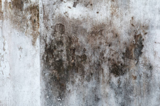 Best Indoor Air Quality Assessment  in Louisiana, MO