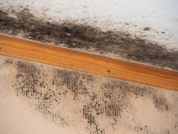 Best Mold Prevention Services  in Louisiana, MO